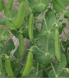 Насіння гороху Хесбана, п.о. 100 тис. насінин (Hazera)