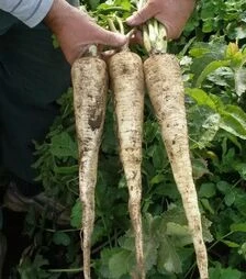 Насіння пастернаку Довгий білий, 300 г (Semo)