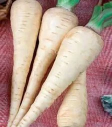 Насіння пастернаку Петрик, 500 г (Коуел)