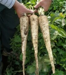 Семена пастернака Длинный белый, 50 г (Semo)