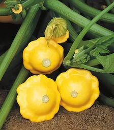 Насіння патисона Санбурст F1, п.о. 500 насінин (Syngenta)