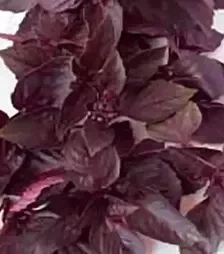 Насіння базиліку Ред Рубін, 500 г (Коуел)