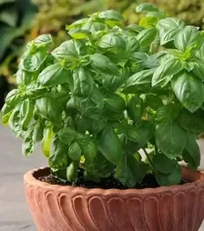 Насіння базиліку Дарк Грін, 300 г (Semo)