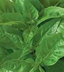 Насіння базиліку  Геновезе, 5 кг (Коуел)