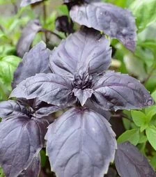 Насіння базиліку  Ред Рубін, 1 кг (Moravoseed)