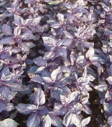 Семена базилика Рози, п.е. 250 тыс. семян (Enza Zaden)