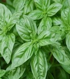 Насіння базиліку Містер Барнс, 1 кг (Moravoseed)