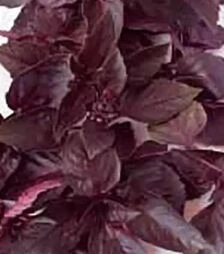 Насіння базиліку Ред Рубін, 50 г (Коуел)