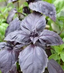 Насіння базиліку Ред Рубін, 50 г (Moravoseed)