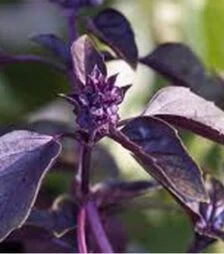 Семена базилика Бордо F1, 50 г (Agri Saaten)