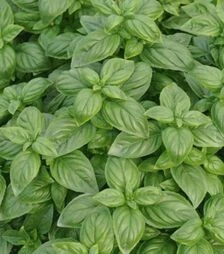 Семена базилика Изумруд, 50 г (Itall-Flora)