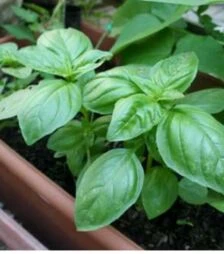 Семена базилика Бодрый, 25 г (Nasko)