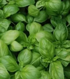 Насіння базиліку Густоса, 50 г (Leda Seeds)