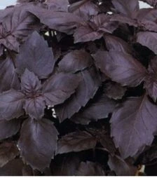 Семена базилика Этруск, 25 г (Nasko)