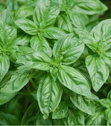 Семена базилика Генуя Стар, 200 г (Agri Saaten)