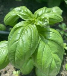 Семена базилика Грин Дом, 50 г (Spark Seeds)