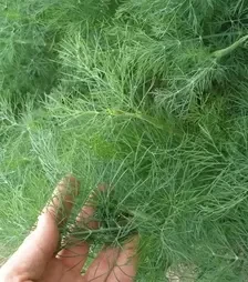 Насіння кропу Компакт, 500 г (Semo)