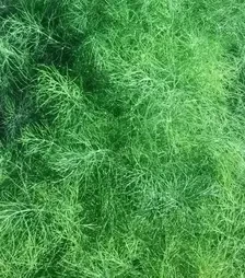 Насіння кропу Мамут, 500 г (Semo)