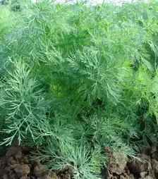 Насіння кропу Олівер, 1 кг (Moravoseed)