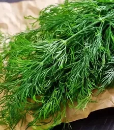 Насіння кропу Ерлі Тетра, 500 г (Libra Seeds)