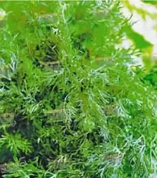 Насіння кропу Тетра, 500 г (Коуел)