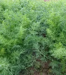 Насіння кропу Монарх, 500 г (Moravoseed)