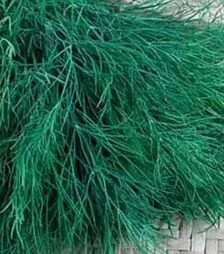 Насіння кропу Дукат, 5 кг (Коуел)