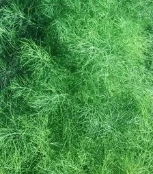 Насіння кропу Мамут, 1 кг (Semo)