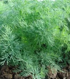 Насіння кропу Олівер, 10 кг (Moravoseed)