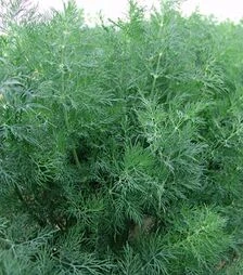 Семена укропа Мораван, 10 кг (Moravoseed)