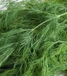 Насіння кропу Алігатор, 1 кг (Semo)