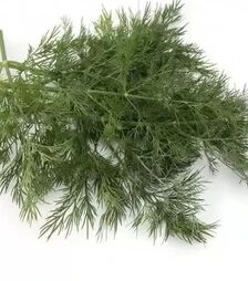 Насіння кропу Алігатор, 1 кг (Gavrish)