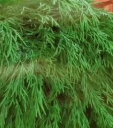 Насіння кропу Ділл Компакт, 400 г (Коуел)