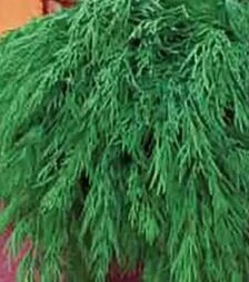 Насіння кропу Ділл Компакт, 5 кг (Коуел)