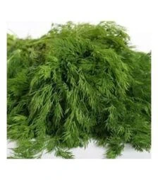 Насіння кропу Аллігатор, 250 г (Semo)