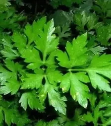 Насіння петрушки Італійський Гігант, 500 г (Libra Seeds)