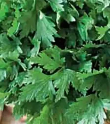 Насіння петрушки Комуне 2, 500 г (Коуел)