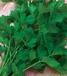 Насіння петрушки Гіганте Італія, 500 г (Коуел)