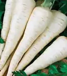 Насіння петрушки Алба, 500 г (Коуел)