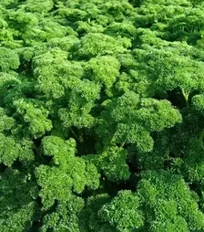 Насіння петрушки Астра, 1 кг (Moravoseed)