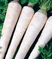 Насіння петрушки Берлінія, 500 г (Коуел)