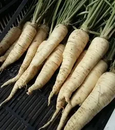 Насіння петрушки Алба, 1 кг (Moravoseed)