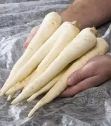 Насіння петрушки Ігл, 500 г (Bejo)