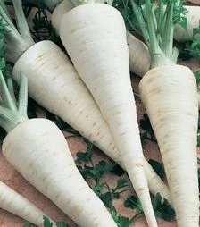 Насіння петрушки Атика, 500 г (Semo)