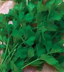 Насіння петрушки Гіганте Італія, 5 кг (Коуел)