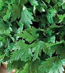 Насіння петрушки Комуне 2, 5 кг (Коуел)