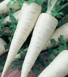 Насіння петрушки Орбіс, 500 г (Semo)