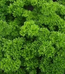 Насіння петрушки Мосс, 500 г (Hortus)