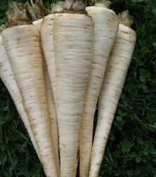 Насіння петрушки Ядран, 500 г (Semo)