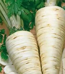 Насіння петрушки Арат, 50 г (Bejo)